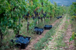 Escursione in Abruzzo con passeggiata a cavallo in montagna e degustazione di vini