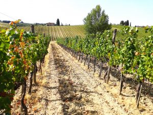 Un sorso di vino Ruffino nelle campagne del Chianti
