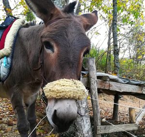 Tuscany: Donkey trips in the Casentino Forest National Park