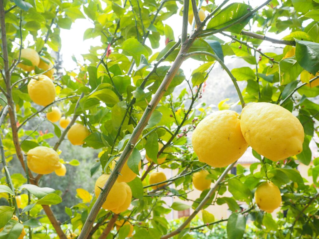 Tour limoneto e degustazione di limoni di Sorrento