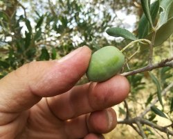 Partecipa alla raccolta delle olive in un’azienda della Valdichiana