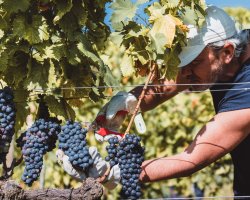 Walking and wine tasting in a Tuscan vineyard