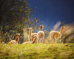 Trekking di 3 giorni con gli alpaca in Lessinia in Veneto