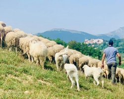 Una giornata in fattoria con i pastori abruzzesi
