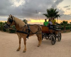 Sicilian countryside carriage tour and wine tasting brunch