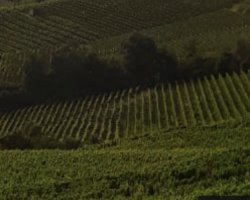 Moscato trail: tra le vigne del Monferrato con un tour in mtb