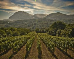 Visita di tre cantine con degustazione di vini DOCG in Irpinia, Campania