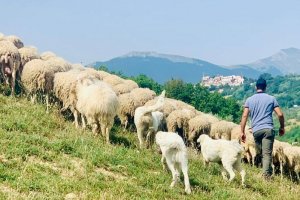 Una giornata in fattoria con i pastori abruzzesi