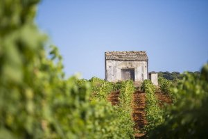 Giro in carrozza per la campagna siciliana e brunch con degustazione di vini