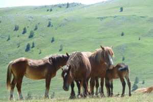 Vacanza in montagna e trekking a cavallo in Abruzzo