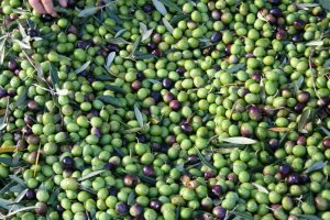 Raccolta delle olive, degustazione di vini e brunch in fattoria in Sicilia