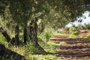 Olives harvest and typical wine tasting brunch in a sicilian farm