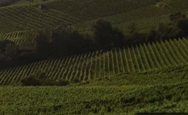 Moscato trail: tra le vigne del Monferrato con un tour in mtb