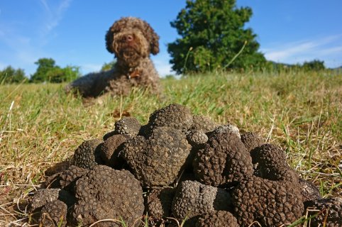 Umbria Eating italy tour: black truffle hunting and overnight stay