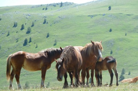 Mountain holiday and horse riding in Abruzzo