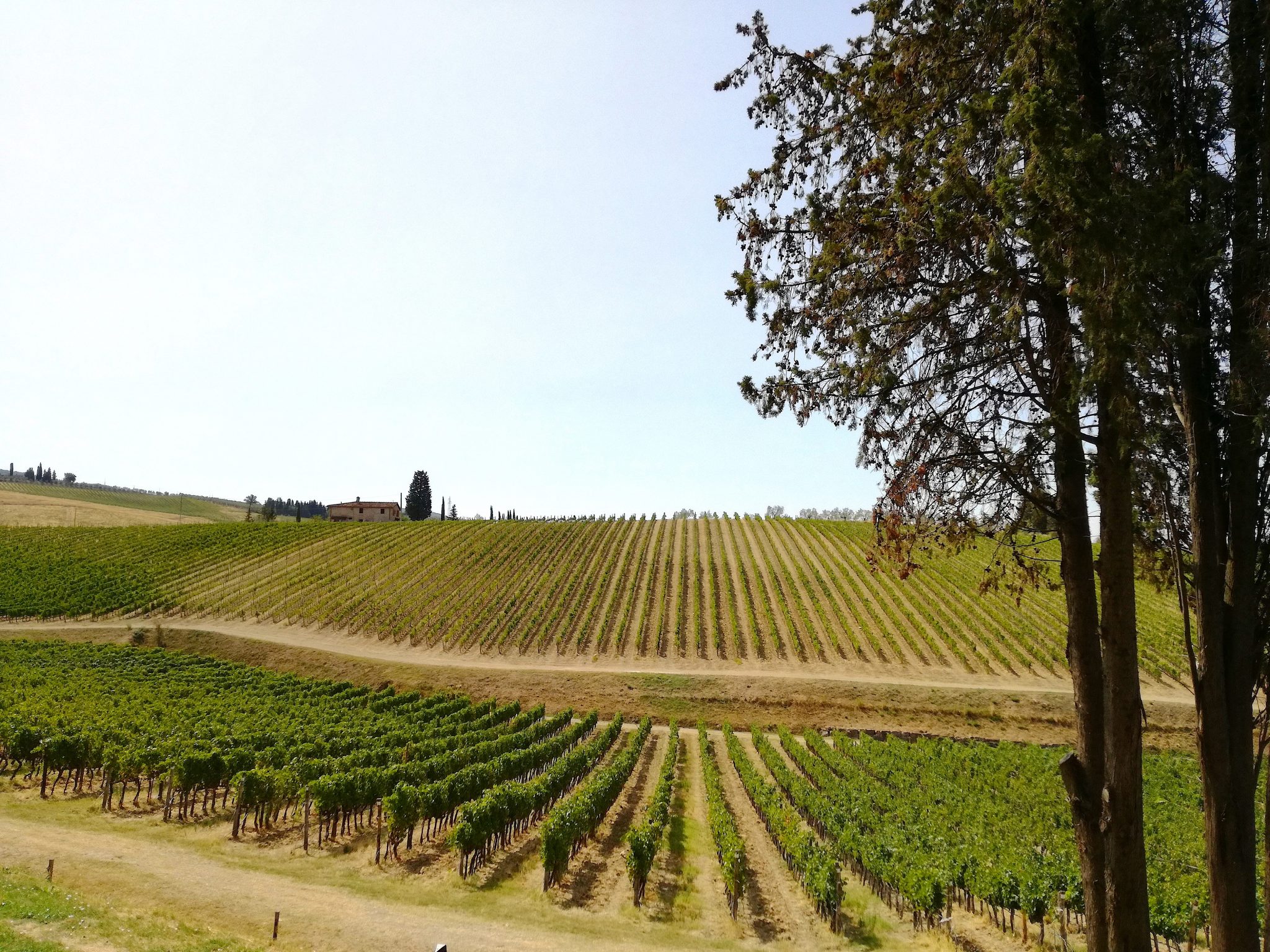 Un sorso di vino Ruffino nelle campagne del Chianti